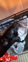 Austrailian Blue Heeler Puppies for sale in Troy, Montana. price: $100