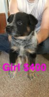 Austrailian Blue Heeler Puppies for sale in Smithshire, IL 61478, USA. price: $350