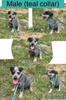 Austrailian Blue Heeler Puppies for sale in Livingston, TX 77351, USA. price: $250