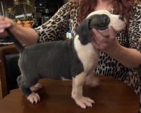 Australian Bulldog Puppies for sale in Antioch, Tennessee. price: $1,000