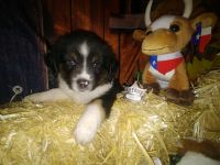 Australian Cattle Dog Puppies for sale in Conroe, TX, USA. price: $1,200