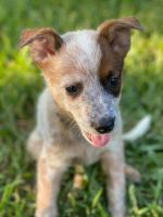 Australian Cattle Dog Puppies for sale in North Richland Hills, TX, USA. price: $600