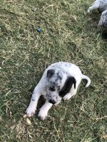 Australian Cattle Dog Puppies for sale in North Richland Hills, TX, USA. price: $350