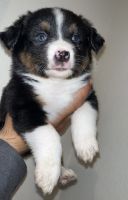 Australian Cattle Dog Puppies for sale in Odessa, TX, USA. price: $1,000