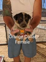 Australian Cattle Dog Puppies for sale in Apple Valley, CA 92308, USA. price: $400