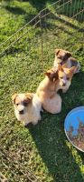 Australian Cattle Dog Puppies Photos