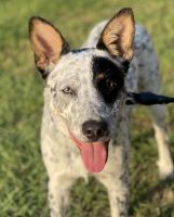 Australian Cattle Dog Puppies for sale in Austin, Texas. price: NA