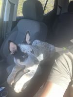 Australian Cattle Dog Puppies for sale in Brady, Texas. price: $600
