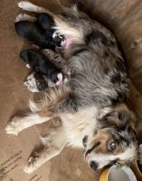 Australian Cattle Dog Puppies for sale in Caldwell, Texas. price: $1,000