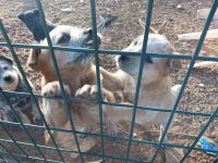 Australian Cattle Dog Puppies for sale in Estancia, New Mexico. price: $150
