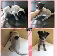 Australian Cattle Dog Puppies for sale in Mc Cleary, Washington. price: $700
