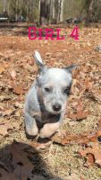 Australian Cattle Dog Puppies for sale in Aberdeen, Mississippi. price: $175