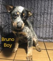 Australian Cattle Dog Puppies for sale in Bend, Oregon. price: $200