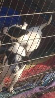 Australian Cattle Dog Puppies for sale in Turlock, California. price: $25