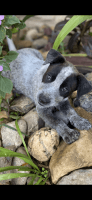 Australian Cattle Dog Puppies for sale in Gympie, Queensland. price: $500