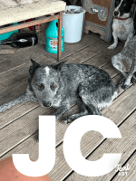 Australian Cattle Dog Puppies for sale in Madisonville, Texas. price: $200