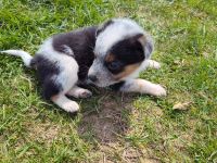 Australian Cattle Dog Puppies for sale in Williamstown, Kentucky. price: NA