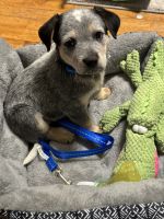 Australian Cattle Dog Puppies for sale in Canon City, Colorado. price: $300