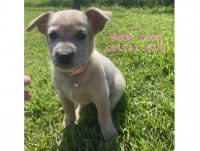 Australian Cattle Dog Puppies for sale in Dural, New South Wales. price: $650