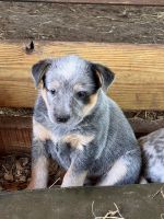 Australian Cattle Dog Puppies for sale in Bushnell, Florida. price: $575