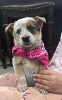 Australian Cattle Dog Puppies for sale in Laredo, Texas. price: $150