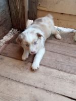 Australian Cattle Dog Puppies for sale in Sulphur, Oklahoma. price: NA