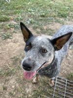 Australian Cattle Dog Puppies for sale in Knoxville, Tennessee. price: $350