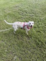 Australian Cattle Dog Puppies for sale in Porter, TX 77365, USA. price: NA