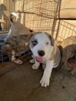 Australian Cattle Dog Puppies for sale in Elmore, AL, USA. price: $200