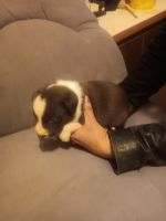 Australian Collie Puppies Photos