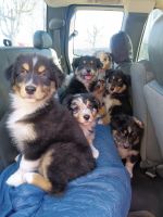 Australian Collie Puppies for sale in Columbia, Kentucky. price: $600