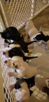 Australian Collie Puppies Photos