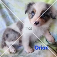 Australian Collie Puppies for sale in Marion, IL 62959, USA. price: $400