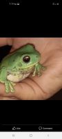 Australian Green Tree Frog Amphibians Photos