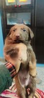 Australian Kelpie Puppies Photos