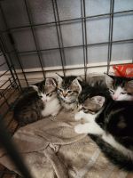 Australian Mist Cats for sale in Spring Valley, CA, USA. price: $50