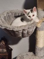 Australian Mist Cats for sale in Spring Valley, CA, USA. price: $50