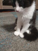 Australian Mist Cats for sale in Granville, New South Wales. price: $200