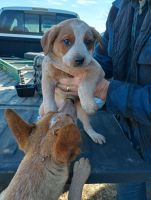 Australian Red Heeler Puppies for sale in West Plains, Missouri. price: $5,000