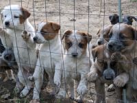 Australian Red Heeler Puppies Photos