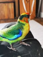 Australian Ringneck Birds for sale in Borger, TX 79007, USA. price: $350