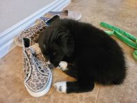 Black and White Miniature Australian Shepherd