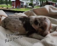 Australian Shepherd Puppies for sale in Sarcoxie, MO 64862, USA. price: $900