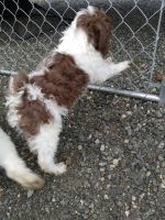 Australian Shepherd Puppies for sale in Big Lake, Alaska. price: $250