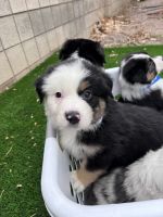 Australian Shepherd Puppies for sale in Pueblo, Colorado. price: $1,000