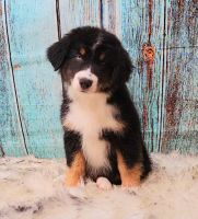 Australian Shepherd Puppies for sale in Waddell, AZ 85355, USA. price: $1,800