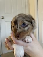 Australian Shepherd Puppies for sale in Charlottesville, Virginia. price: $800