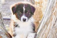 Australian Shepherd Puppies for sale in Port Orange, Florida. price: $950