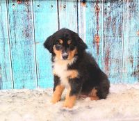 Australian Shepherd Puppies for sale in Waddell, AZ 85355, USA. price: $1,500