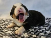 Australian Shepherd Puppies for sale in Manchester, New Hampshire. price: $180,000